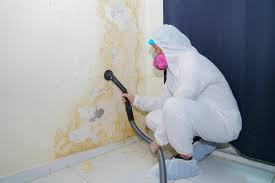 Best Water Damage & Mold Remediation  in San Juan Bautista, CA